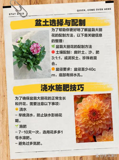 大丽花只长叶不开花怎么办？大丽花花开不大就枯萎怎么办？