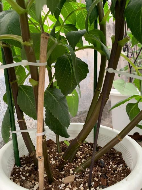 大丽花只长叶不开花怎么办？大丽花花开不大就枯萎怎么办？-第2张图片-优品飞百科