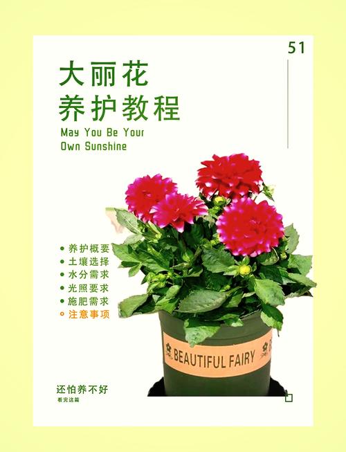 大丽花只长叶不开花怎么办？大丽花花开不大就枯萎怎么办？-第3张图片-优品飞百科