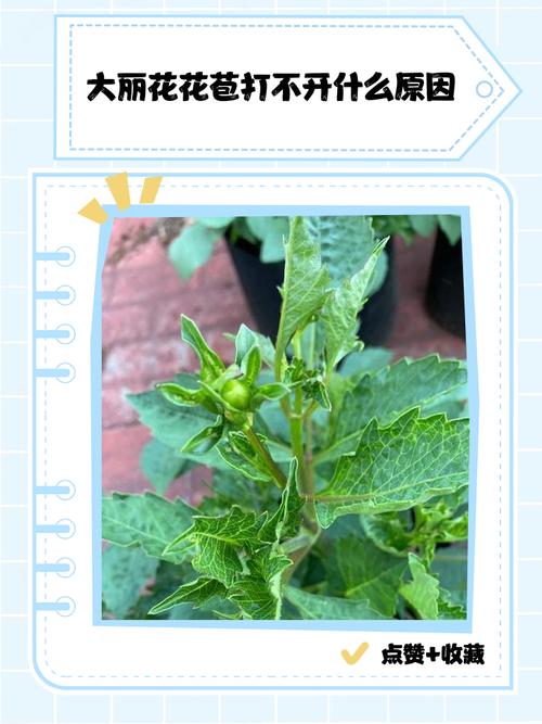 大丽花只长叶不开花怎么办？大丽花花开不大就枯萎怎么办？-第4张图片-优品飞百科
