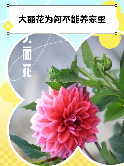 大丽花只长叶不开花怎么办？大丽花花开不大就枯萎怎么办？-第5张图片-优品飞百科