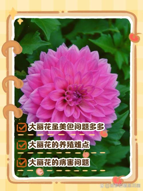 大丽花只长叶不开花怎么办？大丽花花开不大就枯萎怎么办？-第6张图片-优品飞百科