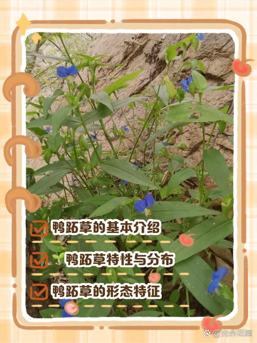 紫鸭趾草有毒吗，紫鸭趾草怎么栽漂亮