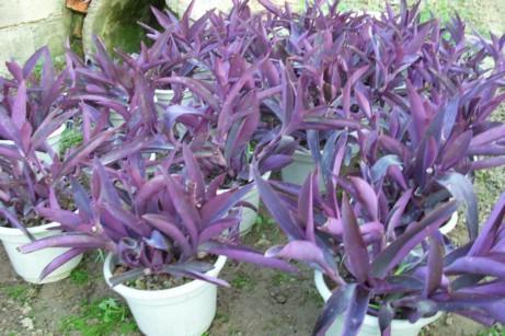 紫鸭趾草有毒吗，紫鸭趾草怎么栽漂亮-第2张图片-优品飞百科