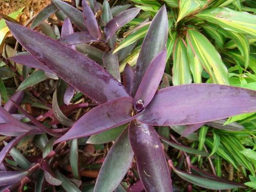 紫鸭趾草有毒吗，紫鸭趾草怎么栽漂亮-第3张图片-优品飞百科