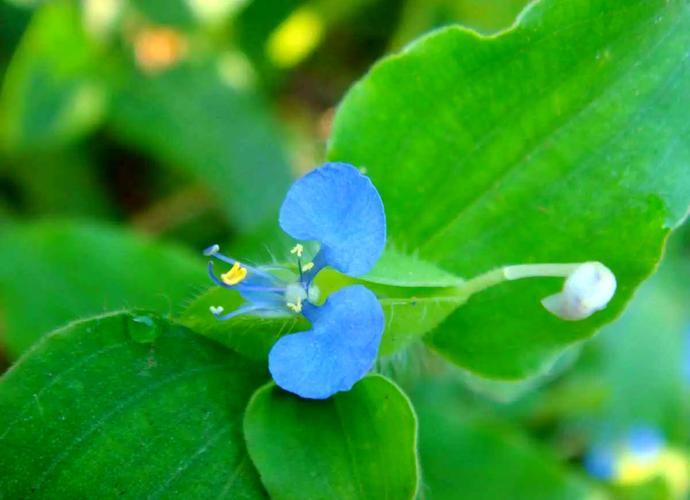 紫鸭趾草有毒吗，紫鸭趾草怎么栽漂亮-第4张图片-优品飞百科