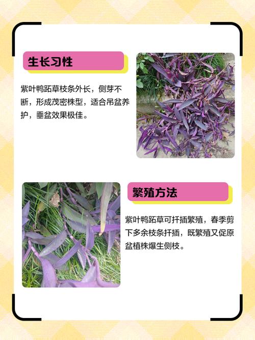 紫鸭趾草有毒吗，紫鸭趾草怎么栽漂亮-第5张图片-优品飞百科
