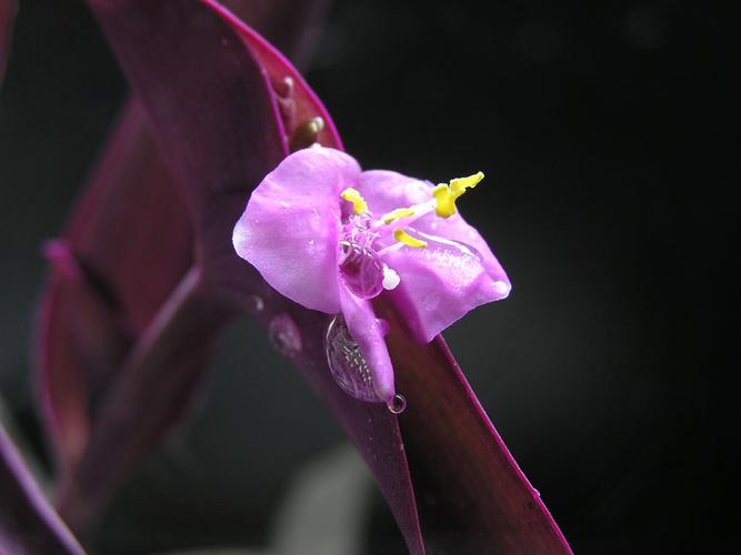 紫鸭趾草有毒吗，紫鸭趾草怎么栽漂亮-第6张图片-优品飞百科