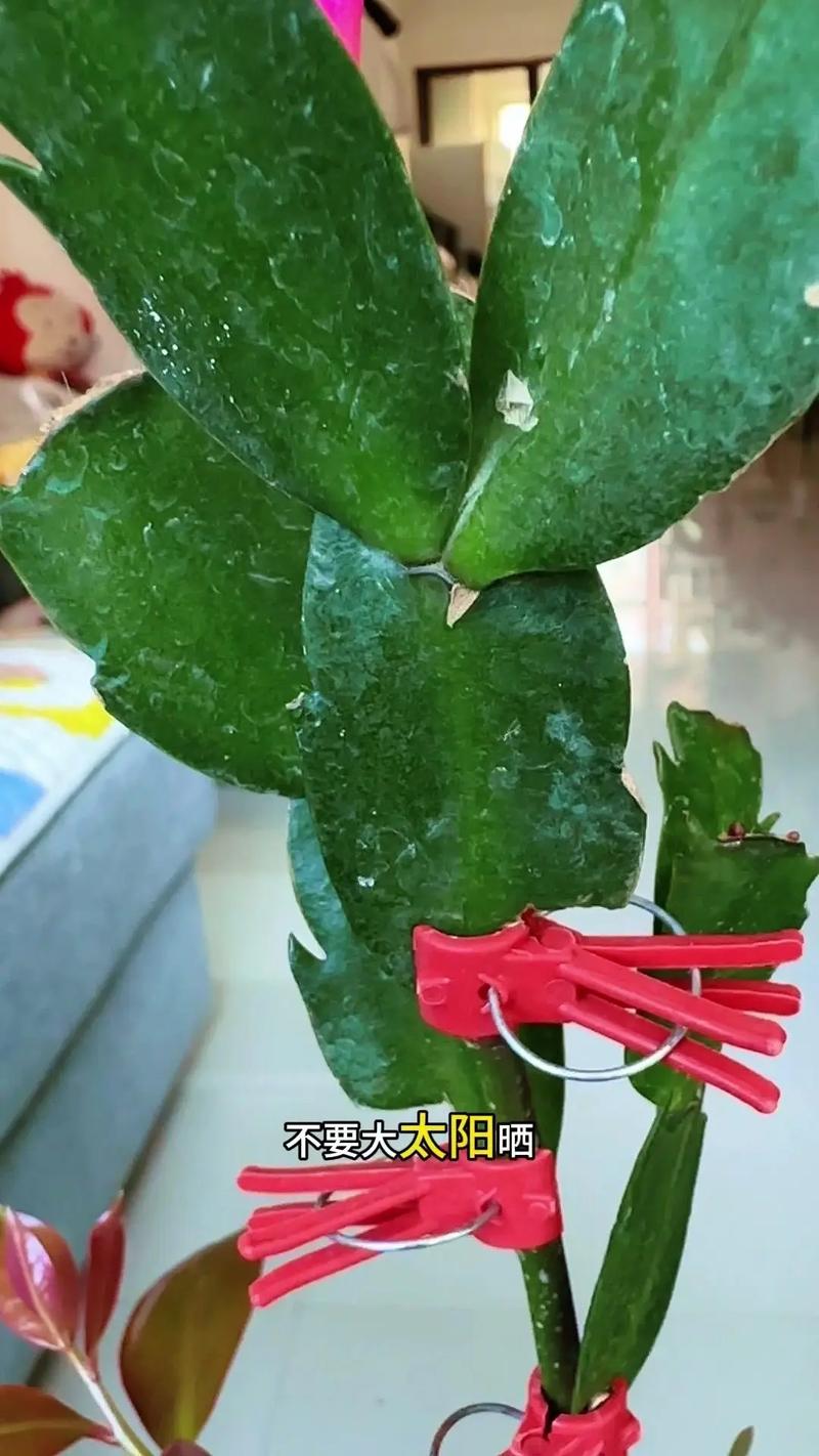 蟹爪兰叶子蔫了怎么办？蟹爪兰叶子蔫了怎么处理？