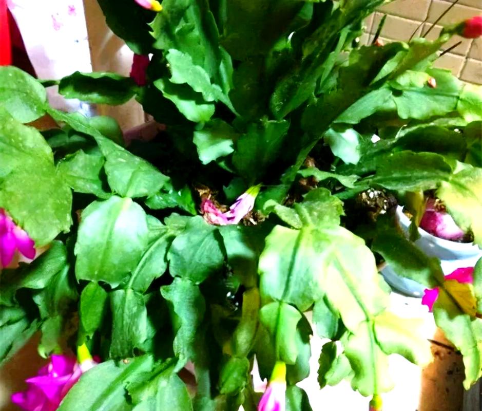 蟹爪兰叶子蔫了怎么办?蟹爪兰叶子蔫了怎么处理?-第2张图片-优品飞百科 蟹爪兰叶子蔫了怎么办?蟹爪兰叶子蔫了怎么处理?-第2张图片-优品飞百科