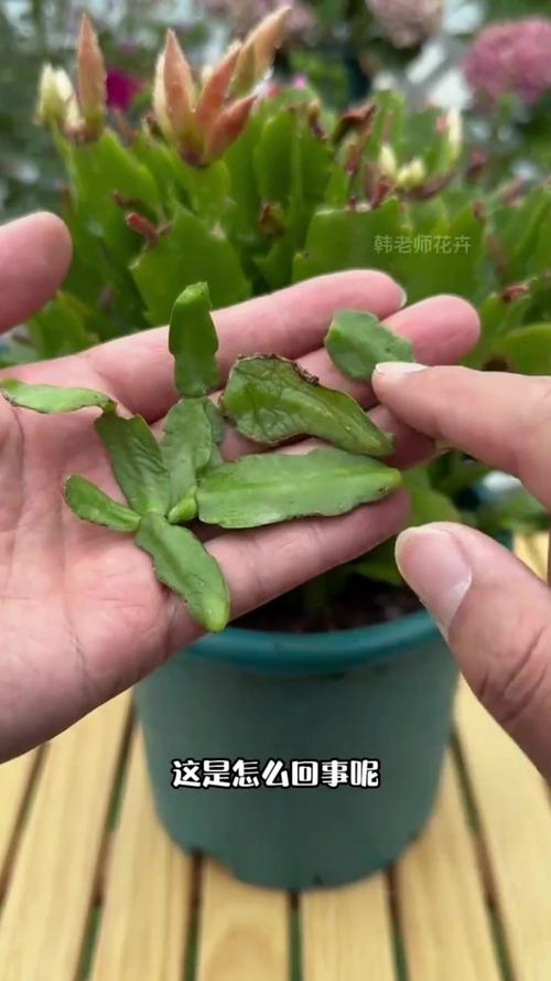 蟹爪兰叶子蔫了怎么办?蟹爪兰叶子蔫了怎么处理?-第3张图片-优品飞百科 蟹爪兰叶子蔫了怎么办?蟹爪兰叶子蔫了怎么处理?-第3张图片-优品飞百科