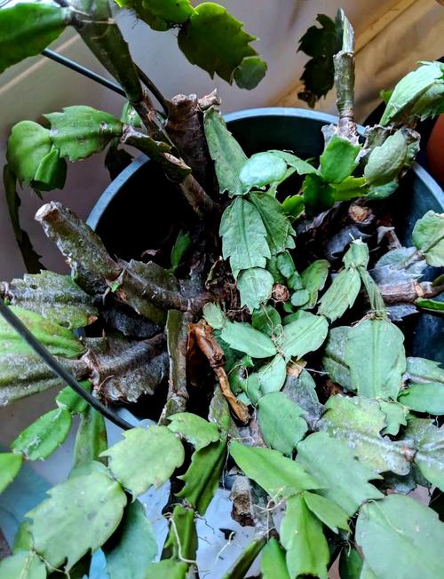 蟹爪兰叶子蔫了怎么办?蟹爪兰叶子蔫了怎么处理?-第4张图片-优品飞百科 蟹爪兰叶子蔫了怎么办?蟹爪兰叶子蔫了怎么处理?-第4张图片-优品飞百科