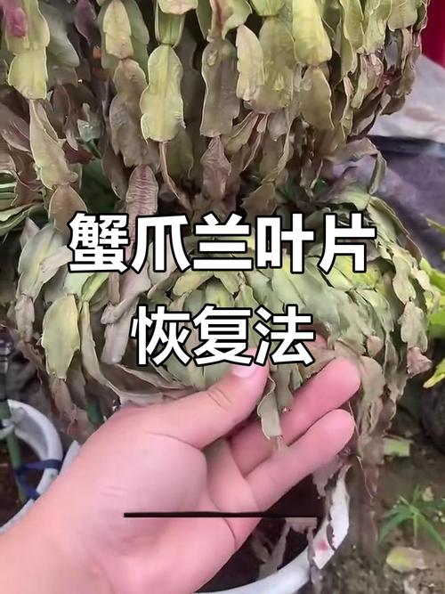 蟹爪兰叶子蔫了怎么办?蟹爪兰叶子蔫了怎么处理?-第5张图片-优品飞百科 蟹爪兰叶子蔫了怎么办?蟹爪兰叶子蔫了怎么处理?-第5张图片-优品飞百科