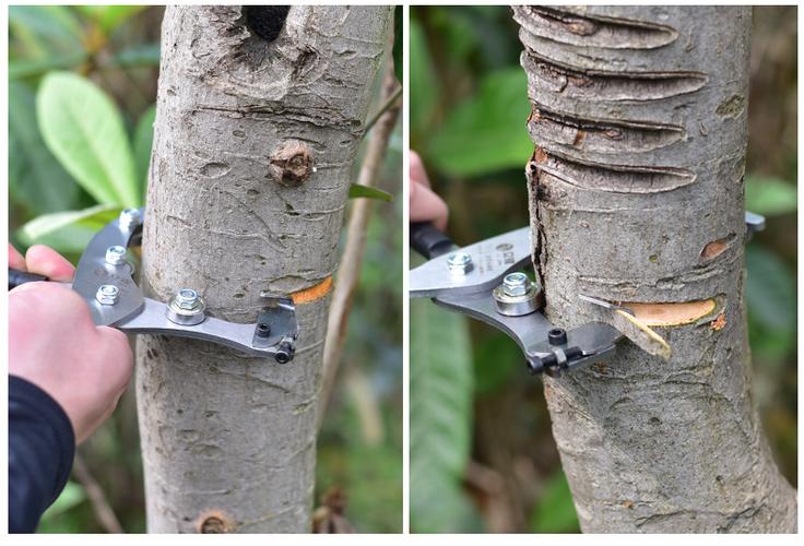 树木扼杀者的养殖方法和注意事项，树木扼杀者的养殖方法和注意事项是什么-第2张图片-优品飞百科