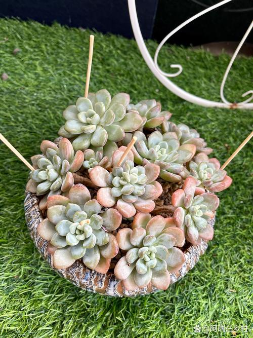 树木扼杀者的养殖方法和注意事项，树木扼杀者的养殖方法和注意事项是什么-第3张图片-优品飞百科