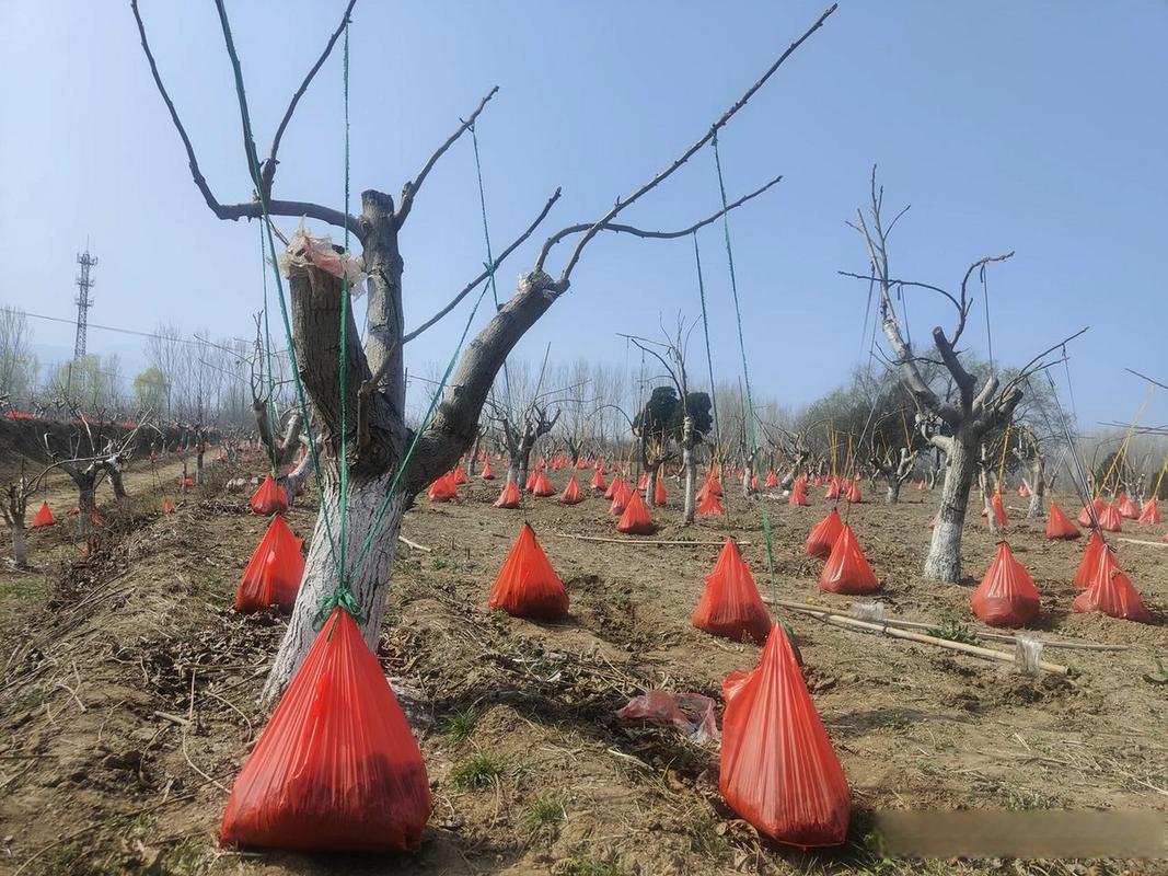 树木扼杀者的养殖方法和注意事项，树木扼杀者的养殖方法和注意事项是什么-第4张图片-优品飞百科