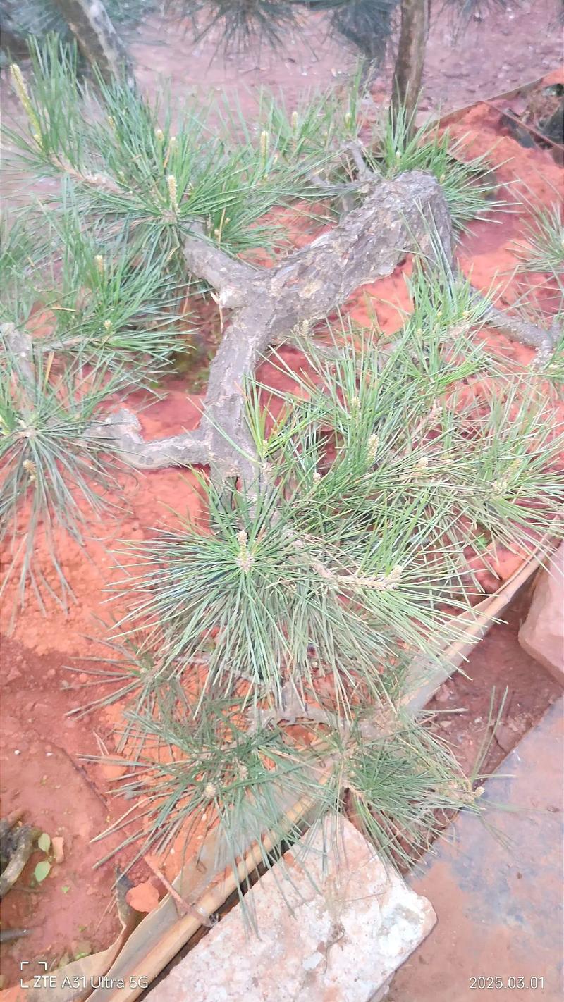 树木扼杀者的养殖方法和注意事项，树木扼杀者的养殖方法和注意事项是什么-第6张图片-优品飞百科