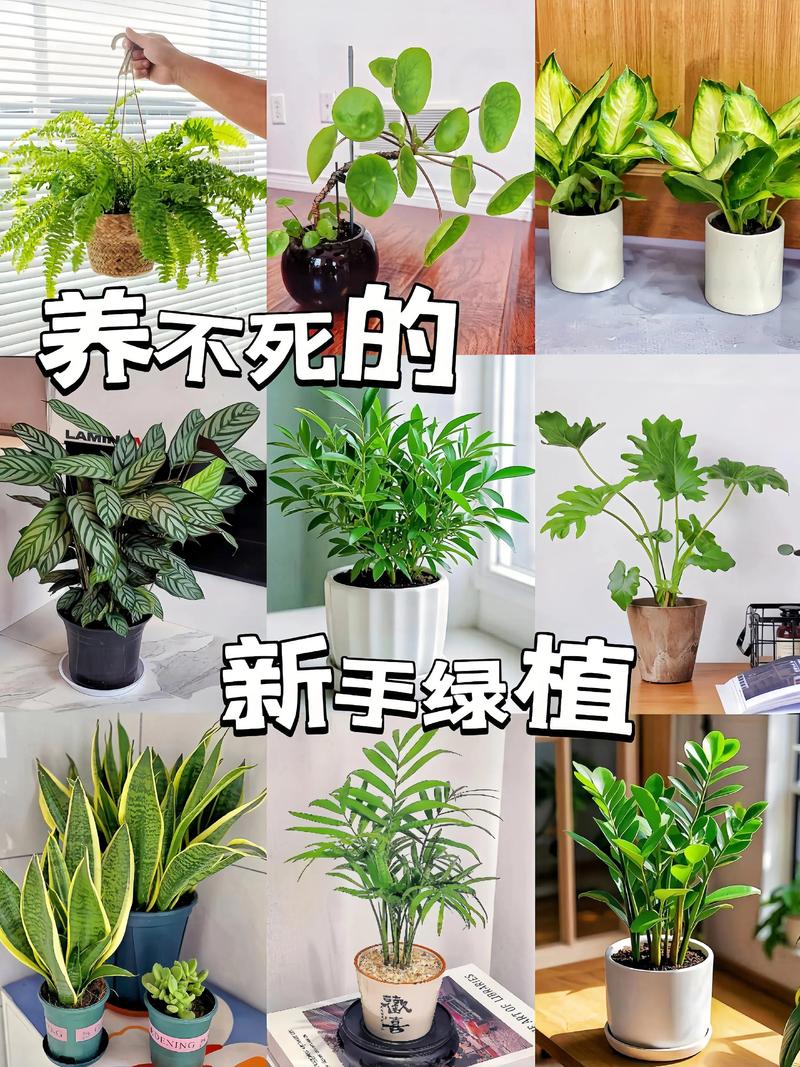 适合室内的植物？适合室内的植物盆景？-第1张图片-优品飞百科