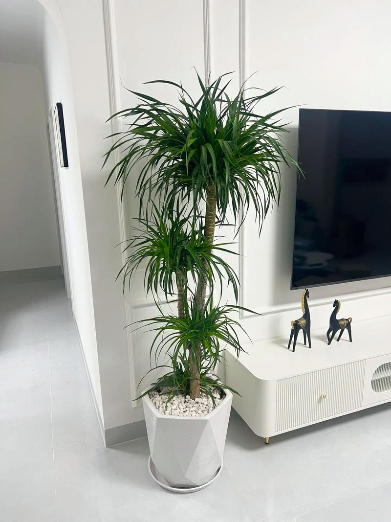 适合室内的植物？适合室内的植物盆景？-第2张图片-优品飞百科