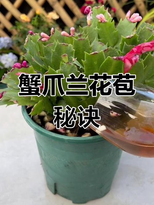 蟹爪兰有花苞了怎么养，蟹爪兰有花苞了怎么养护和管理-第2张图片-优品飞百科