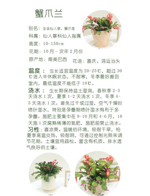 蟹爪兰有花苞了怎么养，蟹爪兰有花苞了怎么养护和管理-第3张图片-优品飞百科