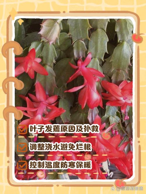 蟹爪兰有花苞了怎么养，蟹爪兰有花苞了怎么养护和管理-第4张图片-优品飞百科