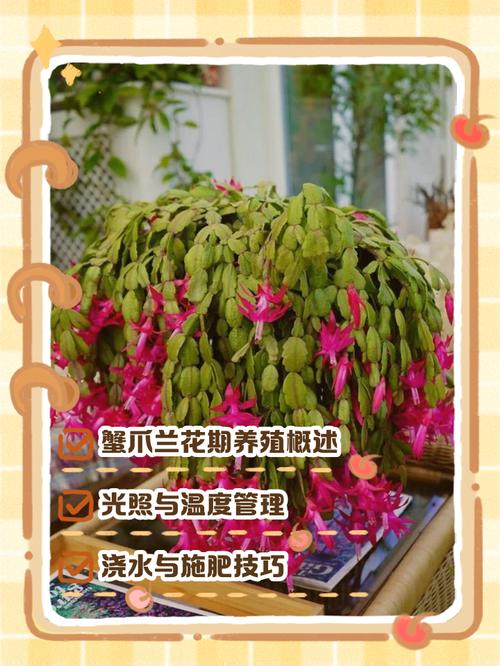 蟹爪兰有花苞了怎么养，蟹爪兰有花苞了怎么养护和管理-第6张图片-优品飞百科