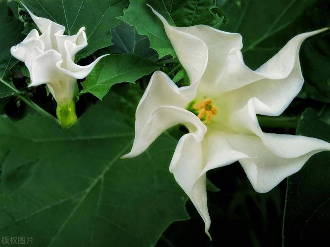 前十不吉利花，绿萝放哪不破财前十不吉利花？