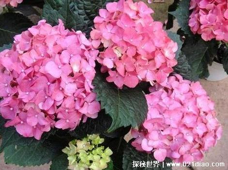 前十不吉利花，绿萝放哪不破财前十不吉利花？-第4张图片-优品飞百科