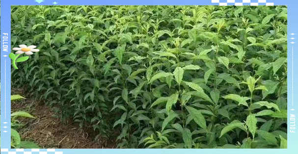 牛油果施肥管理技术？牛油果可以浇肥吗？