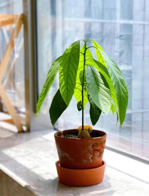 牛油果施肥管理技术？牛油果可以浇肥吗？-第2张图片-优品飞百科