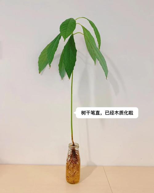 牛油果施肥管理技术？牛油果可以浇肥吗？-第3张图片-优品飞百科