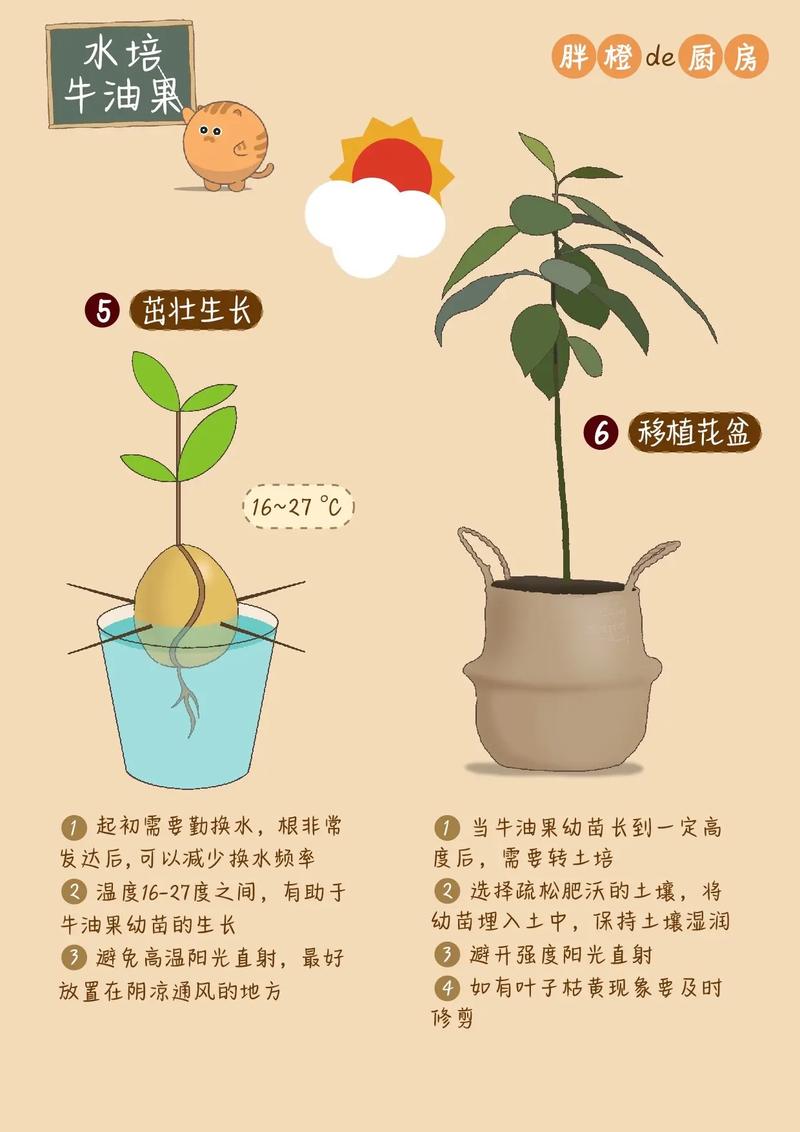 牛油果施肥管理技术？牛油果可以浇肥吗？-第4张图片-优品飞百科