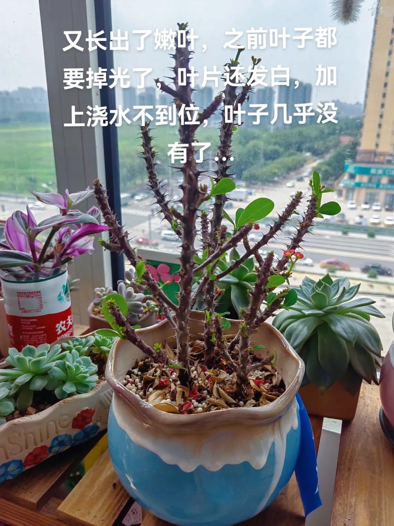 虎刺梅为什么不开花，我养的虎刺梅为什么不开花？