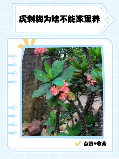 虎刺梅为什么不开花，我养的虎刺梅为什么不开花？-第2张图片-优品飞百科