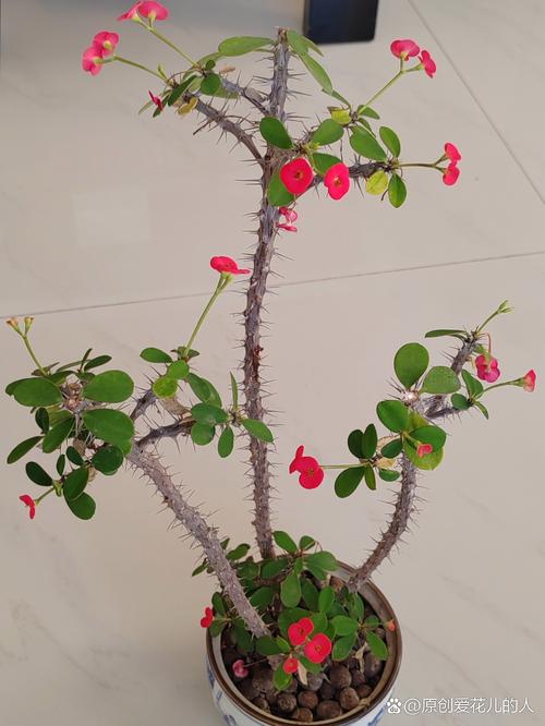 虎刺梅为什么不开花，我养的虎刺梅为什么不开花？-第4张图片-优品飞百科