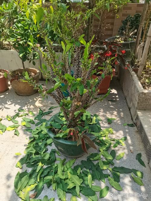 虎刺梅为什么不开花，我养的虎刺梅为什么不开花？-第5张图片-优品飞百科