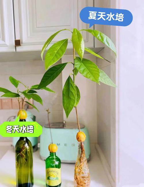 牛油果叶子叶尖焦黄，牛油果叶子叶尖焦黄怎么办？