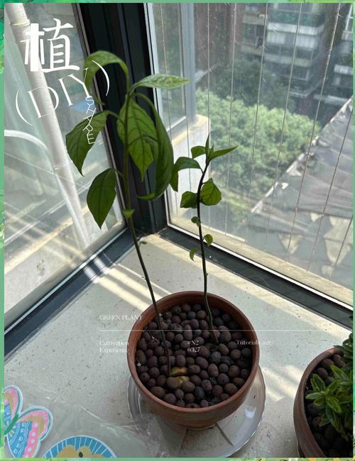 牛油果叶子叶尖焦黄,牛油果叶子叶尖焦黄怎么办?-第2张图片-优品飞百科 牛油果叶子叶尖焦黄,牛油果叶子叶尖焦黄怎么办?-第2张图片-优品飞百科