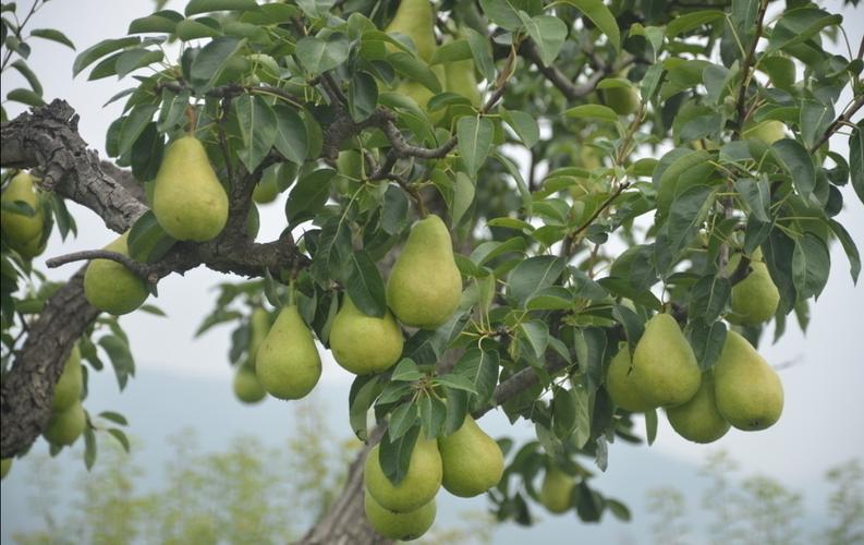 牛油果叶子叶尖焦黄,牛油果叶子叶尖焦黄怎么办?-第3张图片-优品飞百科 牛油果叶子叶尖焦黄,牛油果叶子叶尖焦黄怎么办?-第3张图片-优品飞百科