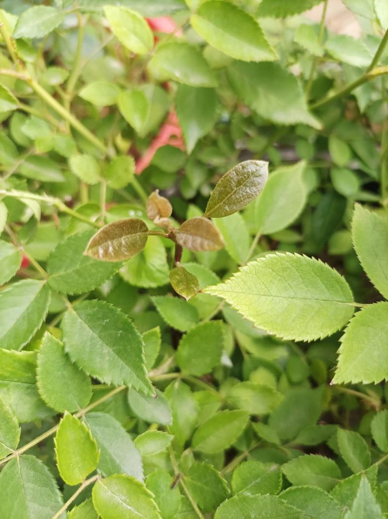 牛油果叶子叶尖焦黄,牛油果叶子叶尖焦黄怎么办?-第4张图片-优品飞百科 牛油果叶子叶尖焦黄,牛油果叶子叶尖焦黄怎么办?-第4张图片-优品飞百科