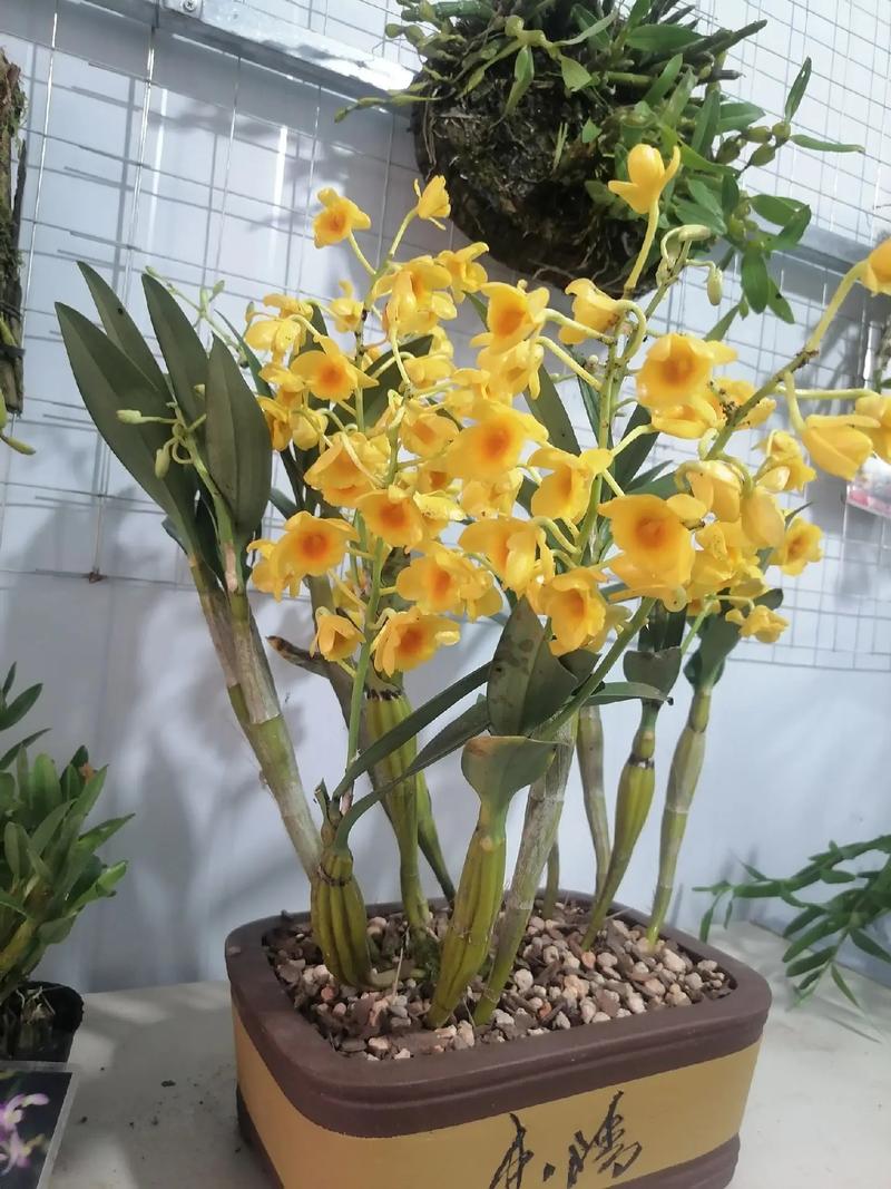 鼓槌石斛的繁殖方式，鼓槌石斛怎么养才开花？