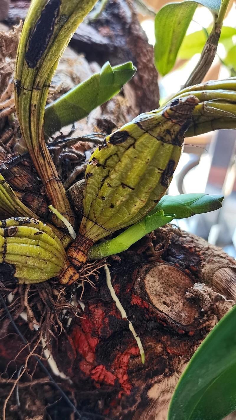 鼓槌石斛的繁殖方式，鼓槌石斛怎么养才开花？-第2张图片-优品飞百科