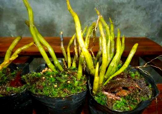 鼓槌石斛的繁殖方式，鼓槌石斛怎么养才开花？-第3张图片-优品飞百科