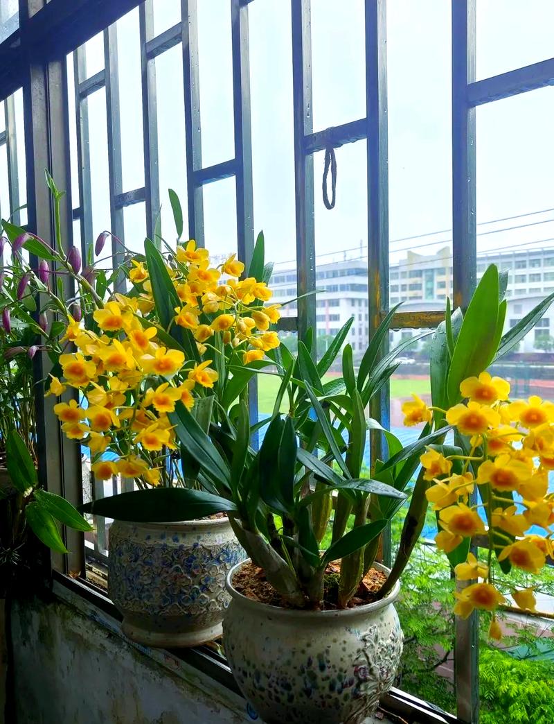 鼓槌石斛的繁殖方式，鼓槌石斛怎么养才开花？-第4张图片-优品飞百科