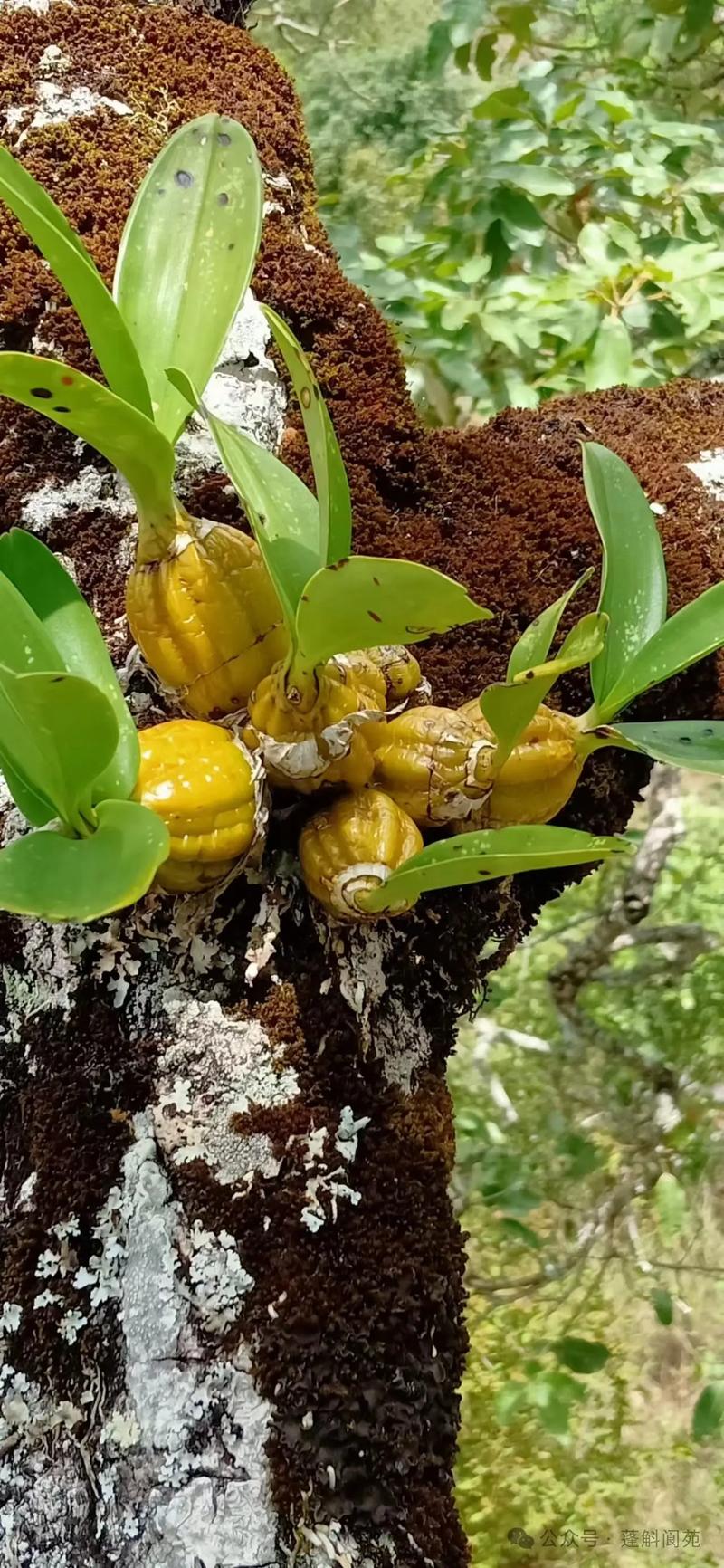 鼓槌石斛的繁殖方式，鼓槌石斛怎么养才开花？-第5张图片-优品飞百科