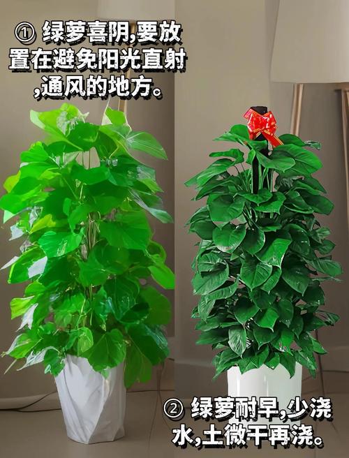 绿萝长寿再皮实，绿萝养长？