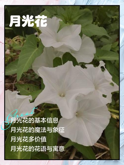 月光花的花期，月光花的开放时间是什么？