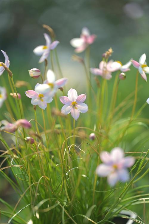 月光花的花期，月光花的开放时间是什么？-第2张图片-优品飞百科