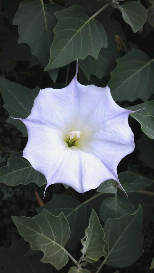 月光花的花期，月光花的开放时间是什么？-第4张图片-优品飞百科